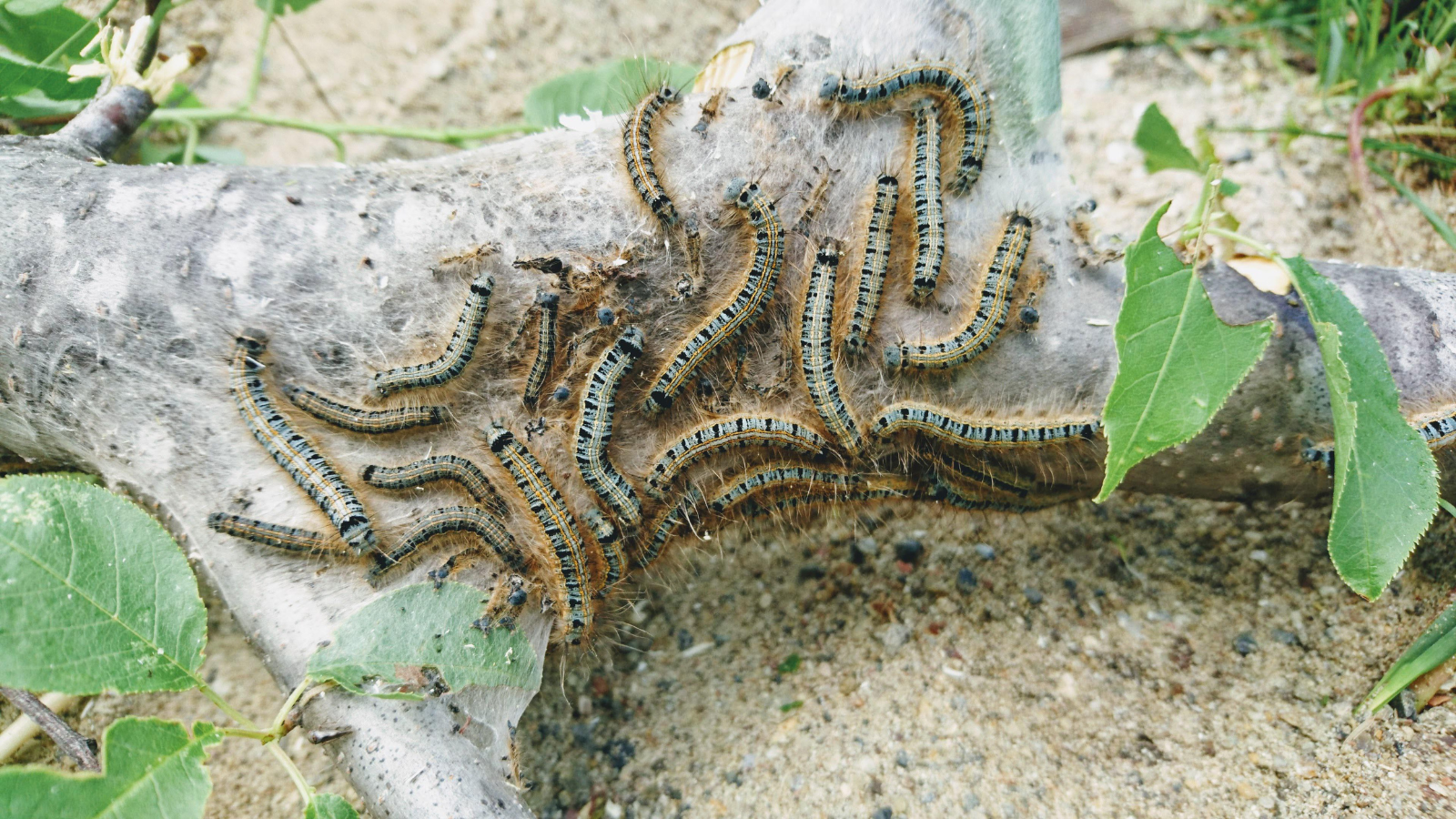 destruction chenilles processionnaire