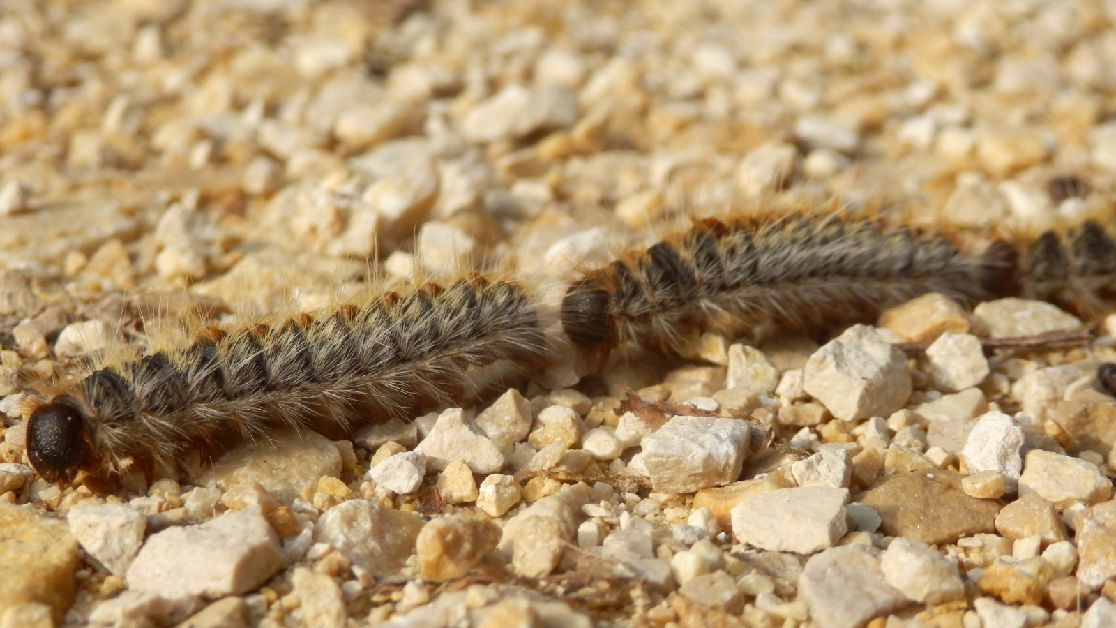 destruction chenilles processionnaire