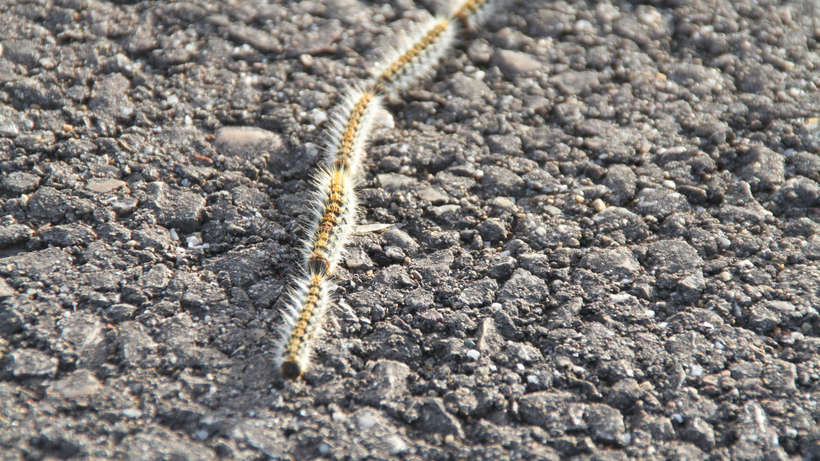 destruction chenilles processionnaire