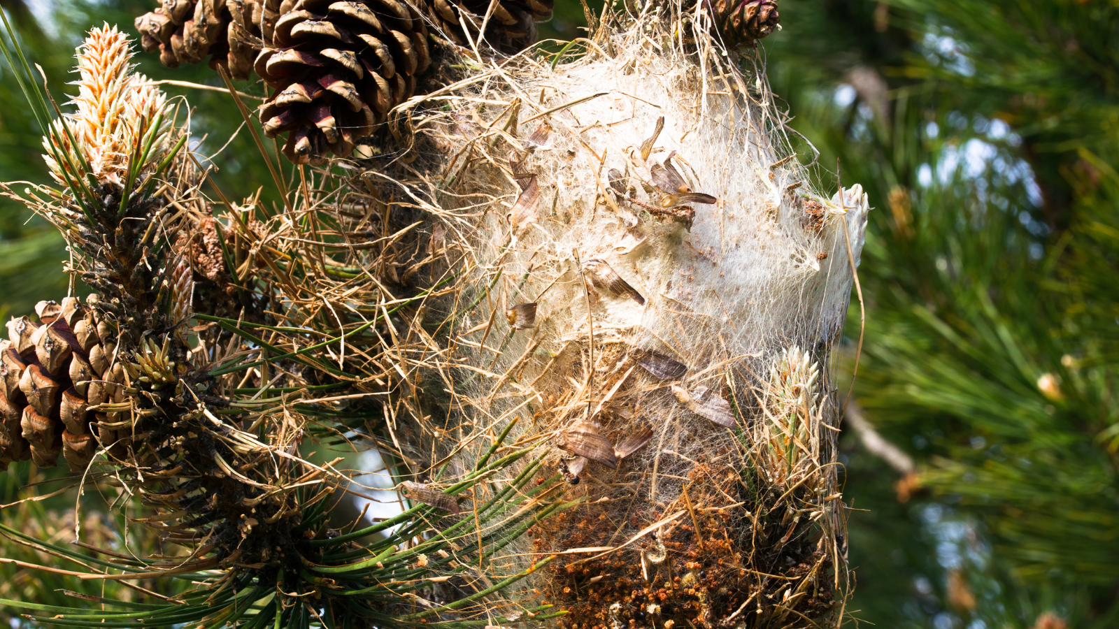 destruction chenilles processionnaire