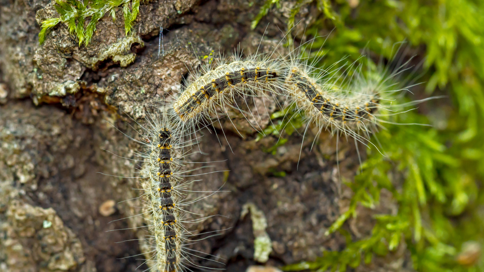 destruction chenilles processionnaire