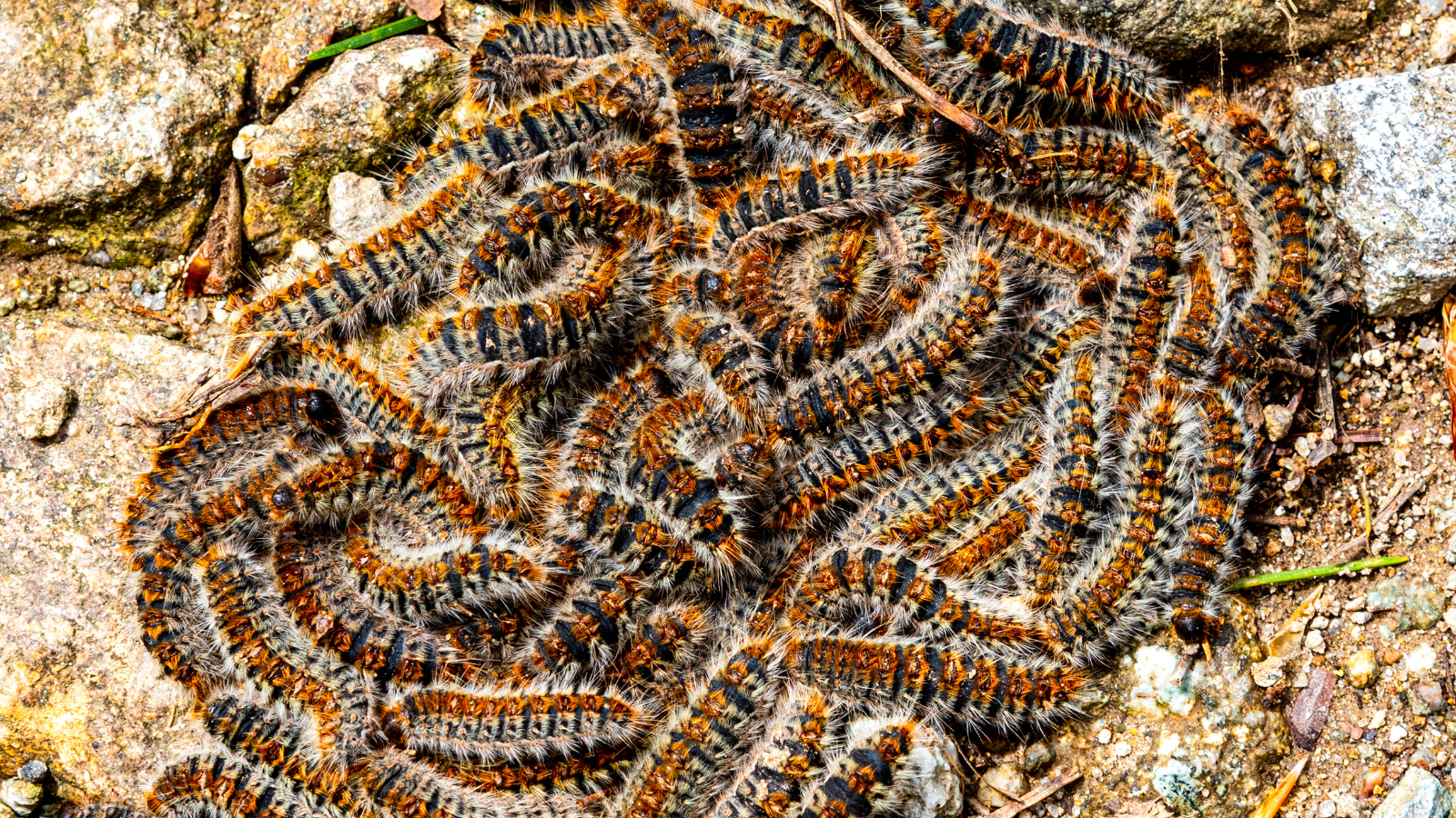 destruction chenilles processionnaire